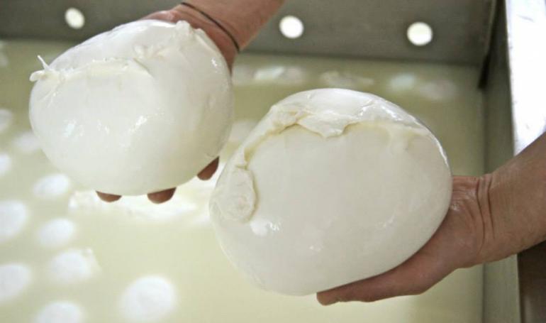 Produzione Mozzarella di Bufala Campana