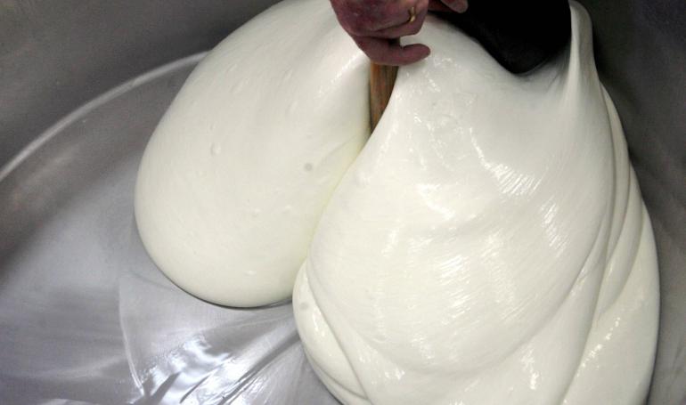 Produzione Mozzarella di Bufala Campana