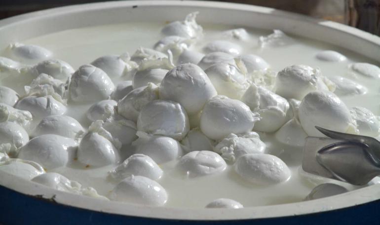 Produzione Mozzarella di Bufala Campana