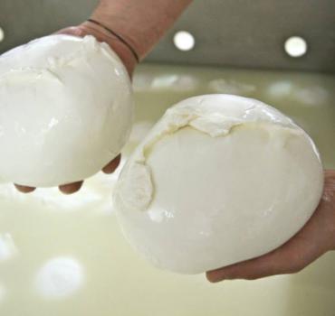 Produzione Mozzarella di Bufala Campana