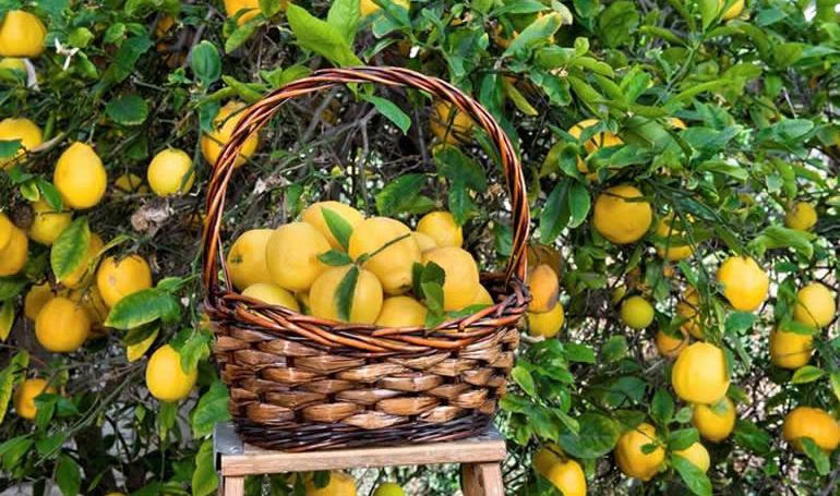 Produzione del Limoncello