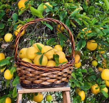 Produzione del Limoncello