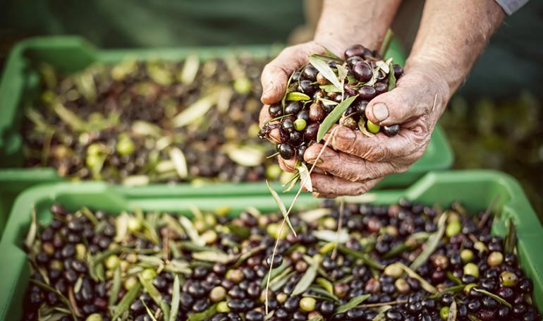 Produzione Olio - Frantoio