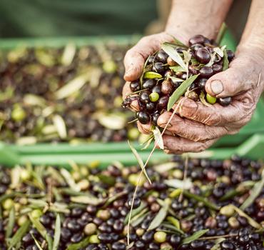 Produzione Olio - Frantoio